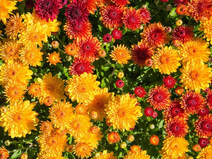 Leuchtende Chrysanthemen in Gelb, Orange und Rot blühen dicht nebeneinander im Sonnenlicht auf grünem Blattwerk. | © Adobe Stock/ leekris