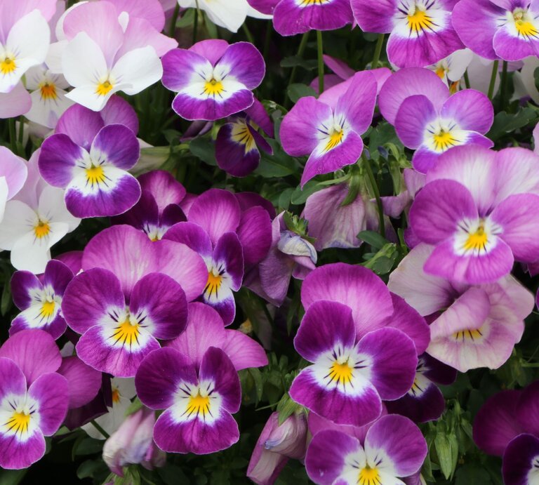 Nahaufnahme blühender Hornveilchen in Lila-, Rosa- und Weißtönen mit kontrastreichen gelben Augen. | © Adobe Stock/ vulkanismus