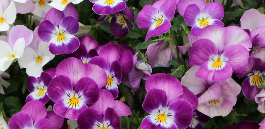 Nahaufnahme blühender Hornveilchen in Lila-, Rosa- und Weißtönen mit kontrastreichen gelben Augen. | © Adobe Stock/ vulkanismus