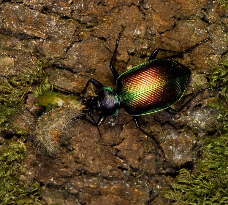 Ein glänzend grün-kupferner Laufkäfer frisst auf brauner Baumrinde eine haarige Raupe, Moosreste am Rand sichtbar. | © Adobe Stock / antasfoto