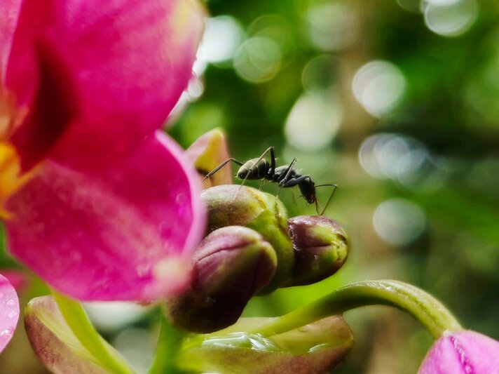 Eine schwarze Ameise krabbelt über eine grüne Orchideenknospe neben leuchtend pinker Blüte vor unscharfem Hintergrund. | © Shutterstock/TharinduDilshan