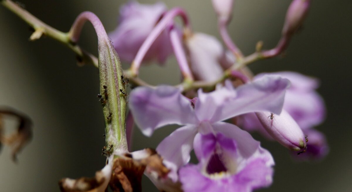 Zarte violett-weiße Orchideenblüte mit welken Blättern, auf deren Stängel mehrere kleine Ameisen krabbeln.