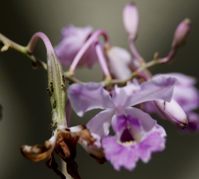 Zarte violett-weiße Orchideenblüte mit welken Blättern, auf deren Stängel mehrere kleine Ameisen krabbeln. | © IMAGO/ZUMA Press Wire
