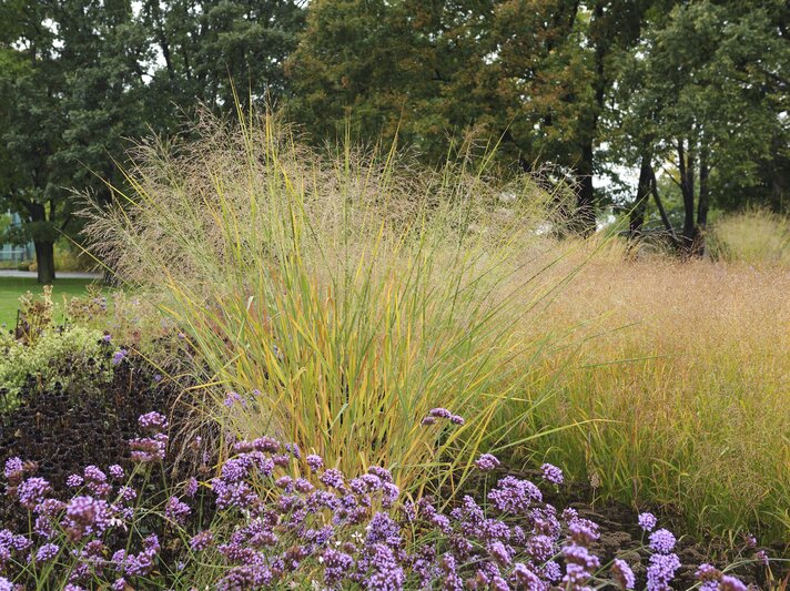 Rutenhirse im Garten | © IMAGO