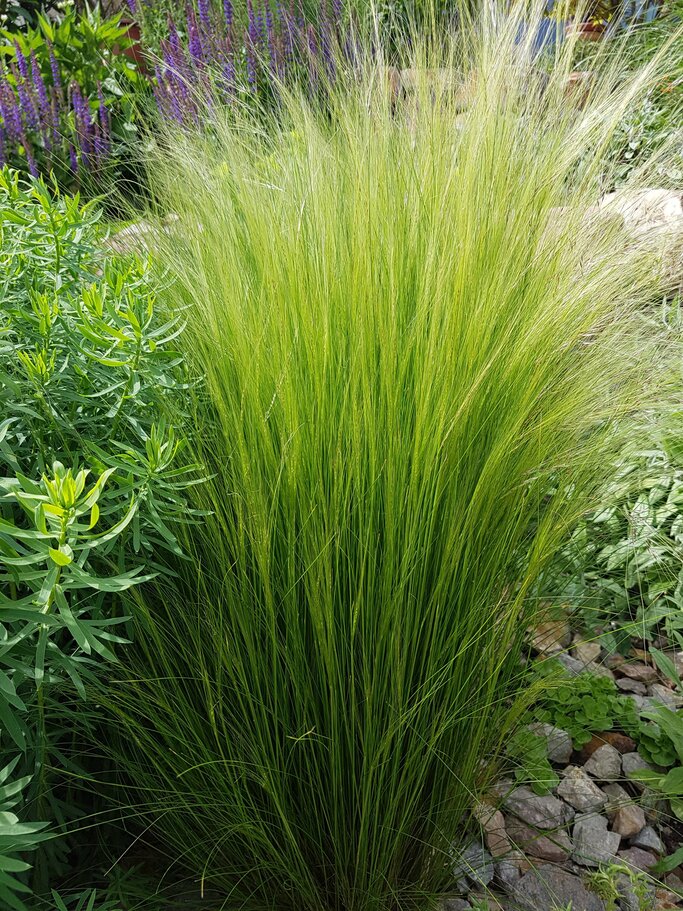 Fecergras im Garten. | © IMAGO