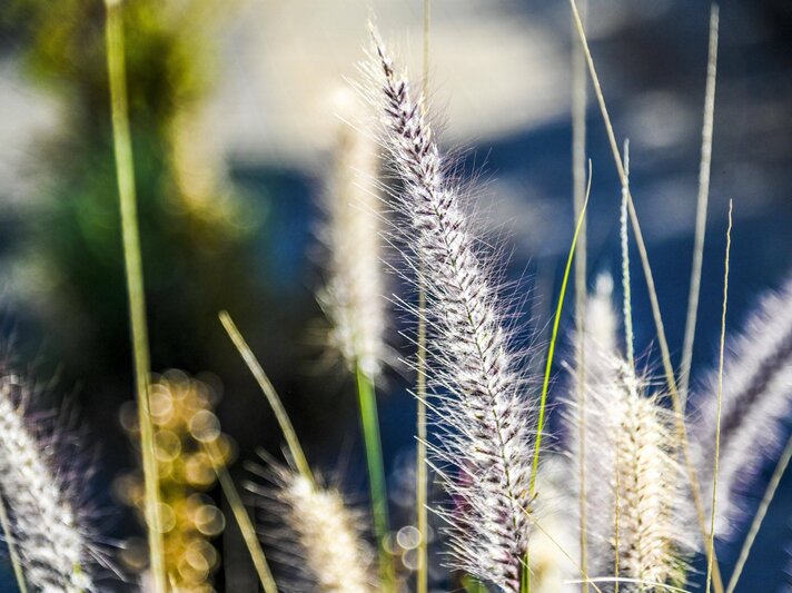 Lampenputzergras im Sonnenlicht. | © IMAGO