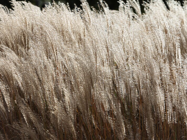 Chinaschilf, das im Garten wächst. | © IMAGO