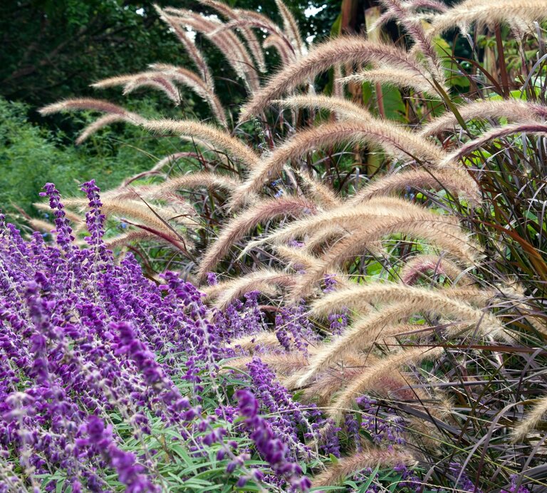 Verschiedene Ziergräser wachsen in einem Garten. | © Shutterstock/demamiel62