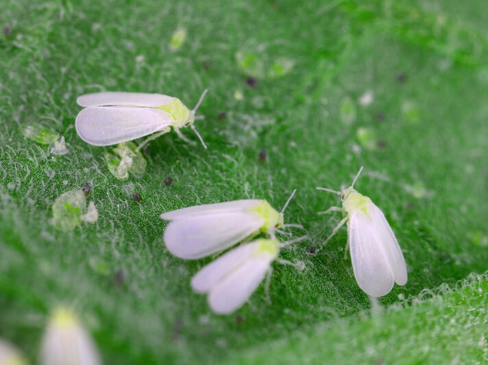Vier weiße Fliegen mit durchscheinenden Flügeln sitzen auf einer pelzigen Blattunterseite mit Larven und Eiablagerungen. | © Shutterstock/Tomasz Klejdysz