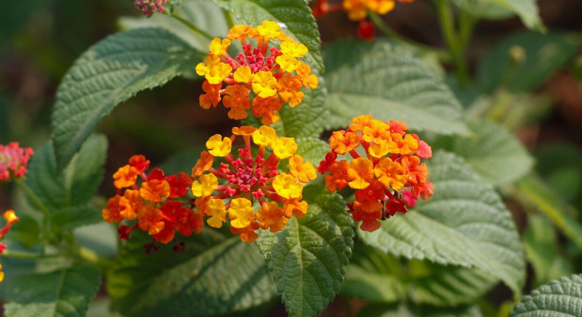 Leuchtend orange-gelbe Blüten der Wandelröschen-Pflanze blühen auf gezacktem Laub in sommerlichem Sonnenlicht.