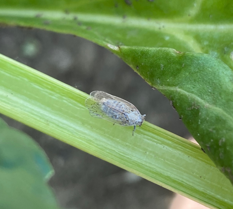 Kleine glasflügelige Zikade sitzt unbewegt auf einem hellgrünen Stiel zwischen zwei grün gefleckten, teils angefressenen Blättern. | © Julius-Kühn-Institut