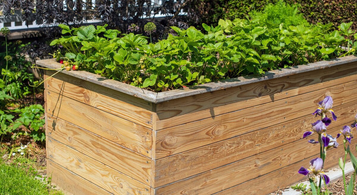 Sonnig bepflanztes Hochbeet aus hellem Holz mit üppigem Erdbeergrün, daneben blühende Iris und gepflegter Gartenrasen.