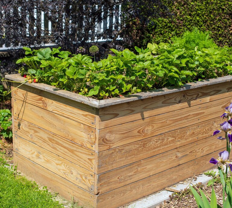 Sonnig bepflanztes Hochbeet aus hellem Holz mit üppigem Erdbeergrün, daneben blühende Iris und gepflegter Gartenrasen. | © Adobe Stock/ Sonja Birkelbach