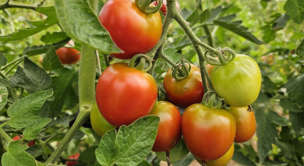 Reife und halbreife Tomaten hängen in dichten Trauben an grünen Stängeln zwischen kräftigem Laub im Gemüsegarten.