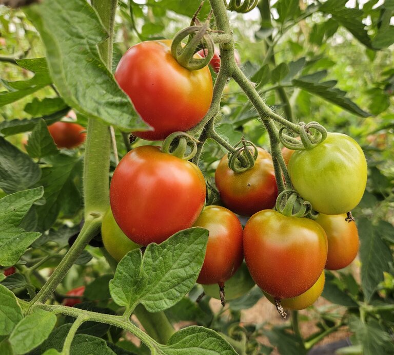 Reife und halbreife Tomaten hängen in dichten Trauben an grünen Stängeln zwischen kräftigem Laub im Gemüsegarten. | © Mattias Nemeth