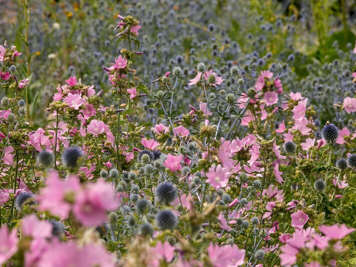 Üppig blühende rosa Rosen-Malven wachsen locker zwischen stacheligen Kugelblüten der Edeldistel in sommerlicher Wildstaudenwiese. | © Shutterstock/Joe Kuis