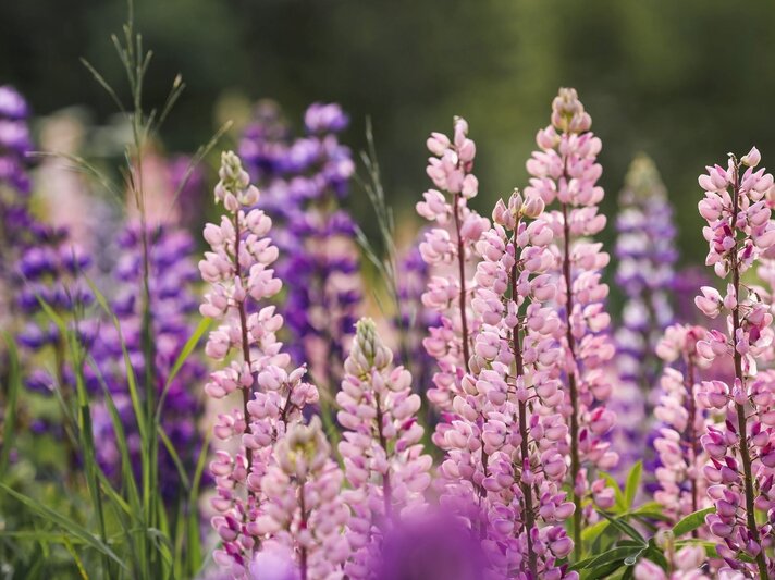 Rosa und violette Lupinenblüten stehen dicht beieinander in einer blühenden Sommerwiese vor unscharfem grünem Hintergrund. | © Shutterstock/PhotoJuli86