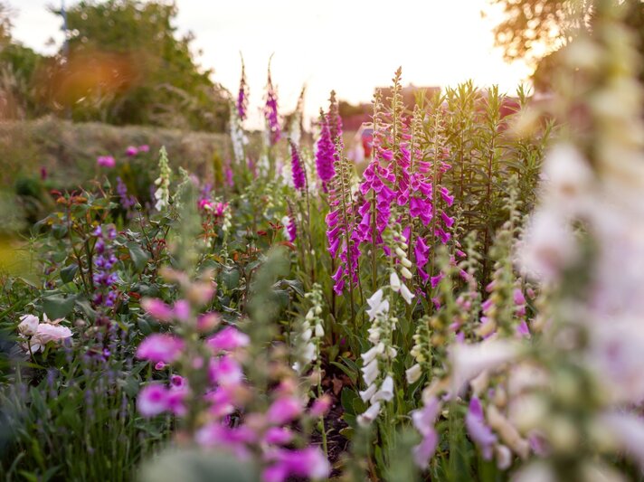 Fingerhüte in Rosa, Weiß und Purpur blühen dicht an dicht in einem romantischen Staudenbeet bei warmem Abendlicht. | © Shutterstock/Mariia Boiko