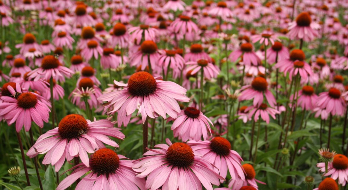 Ein weites Feld voller blühender, rosafarbener Echinacea mit orangeroten Blütenköpfen unter einem bewölkten Himmel.