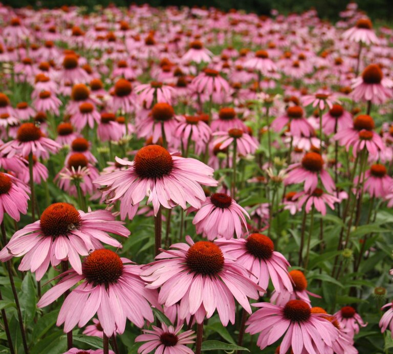 Ein weites Feld voller blühender, rosafarbener Echinacea mit orangeroten Blütenköpfen unter einem bewölkten Himmel. | © Shutterstock/Jacqueline van Kerkhof
