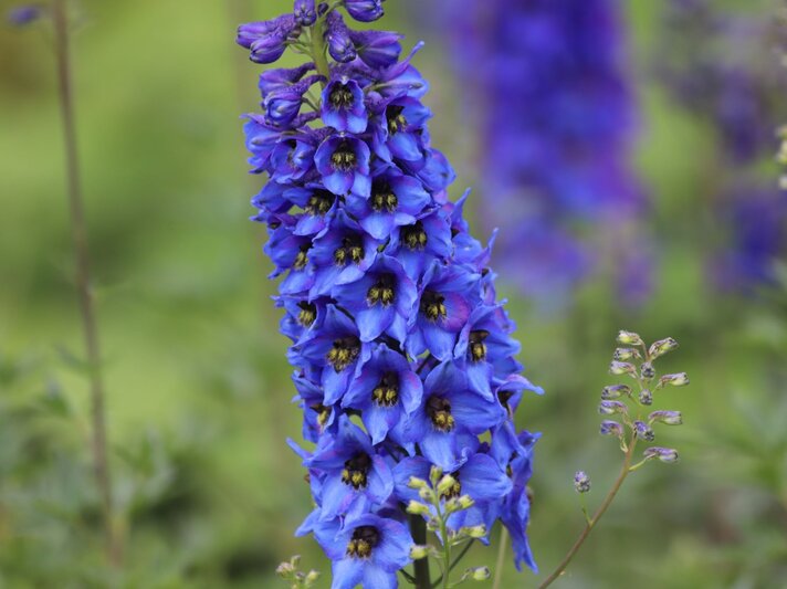 Leuchtend blaue Ritterspornblüte mit dicht stehenden Einzelblüten vor unscharfem, grün-violettem Gartenhintergrund. | © Shutterstock/Kabar