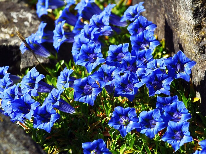 Leuchtend blaue Enzianblüten mit violetten Streifen blühen dicht aneinandergereiht zwischen grobem Felsgestein. | © Shutterstock/aquatarkus