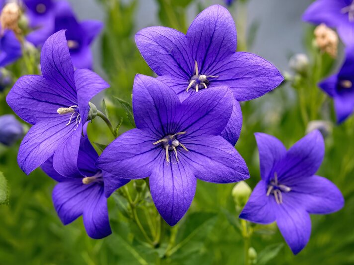 Fünf leuchtend violette Glockenblumen mit filigranen Adern blühen dicht beieinander vor unscharfem grünen Hintergrund. | © Shutterstock/Digitalphaser