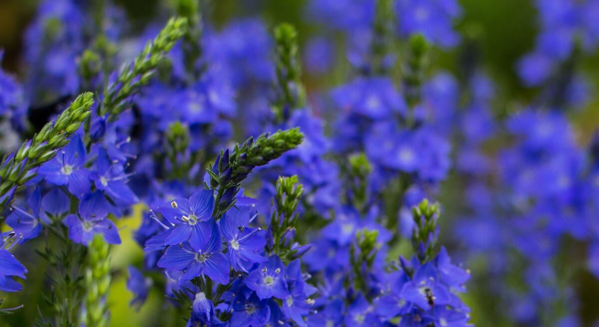 Leuchtend blaue Ehrenpreis-Blüten mit zarten Staubgefäßen blühen dicht an dicht vor unscharfem grün-violettem Hintergrund.