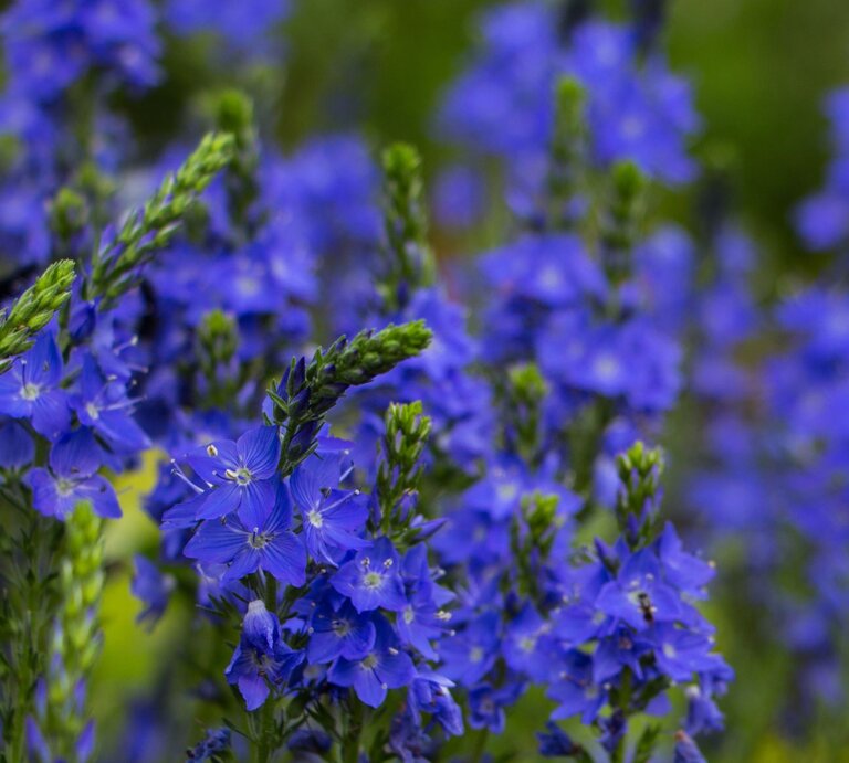 Leuchtend blaue Ehrenpreis-Blüten mit zarten Staubgefäßen blühen dicht an dicht vor unscharfem grün-violettem Hintergrund. | © Adobe Stock/ Sandra