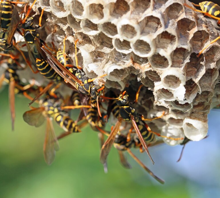 Zahlreiche Wespen mit schwarz-gelben Streifen krabbeln geschäftig auf einem offenen Nest aus sechseckigen Waben bei Tageslicht. | © Adobe Stock / kelly marken
