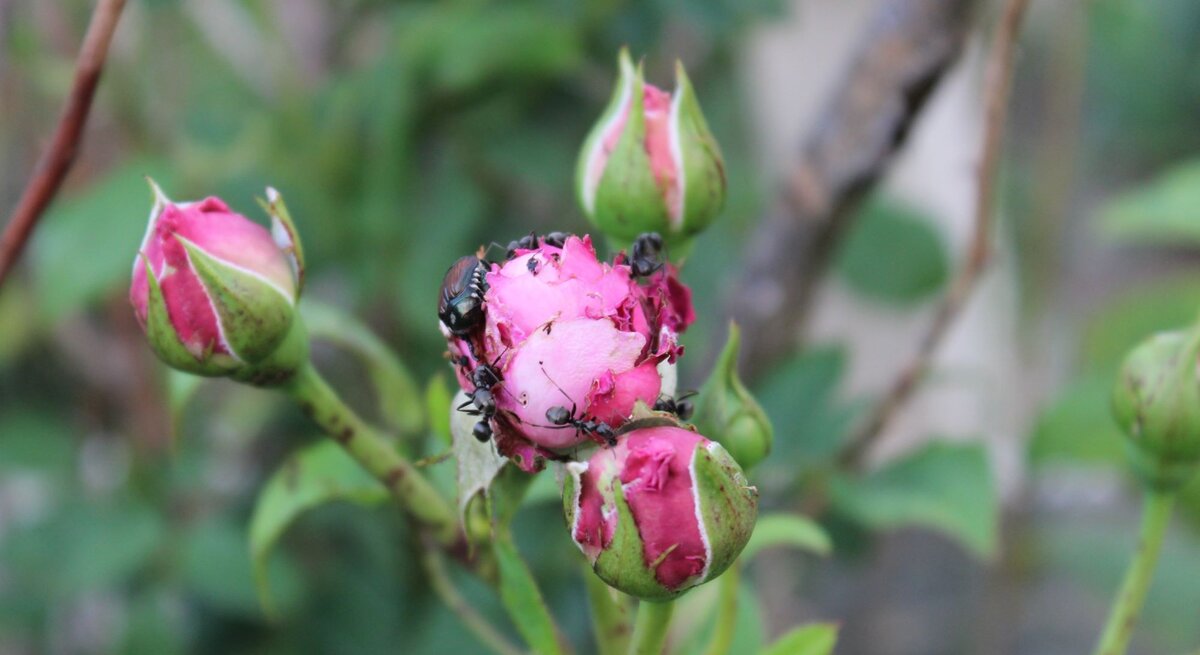 Mehrere grüne und rosafarbene Rosenknospen, teils angefressen, mit schwarzen Ameisen und einem glänzenden Käfer auf der Blüte.