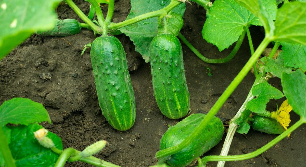 Drei dicke Freilandgurken mit warziger Schale liegen zwischen grünem Laub auf dunkler, feuchter Erde im Garten.