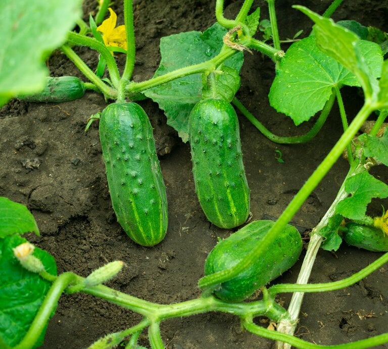Drei dicke Freilandgurken mit warziger Schale liegen zwischen grünem Laub auf dunkler, feuchter Erde im Garten. | © Shutterstock/axeiz