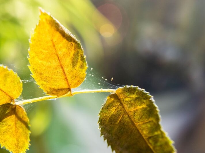 Drei gelbliche Rosenblätter mit feinen Spinnweben durchzogen, im Gegenlicht vor unscharfem grün-grauen Hintergrund. | © Shutterstock/Jana Janina