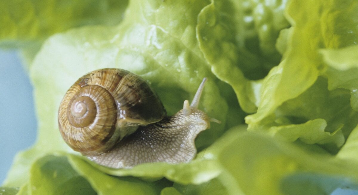 Eine braune Schnecke mit spiralförmigem Gehäuse kriecht über ein frisches, grünes Salatblatt mit Wassertropfen.
