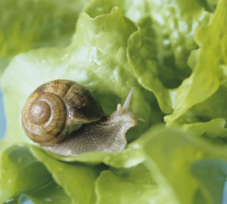 Eine braune Schnecke mit spiralförmigem Gehäuse kriecht über ein frisches, grünes Salatblatt mit Wassertropfen. | © GettyImages/Achim Sass