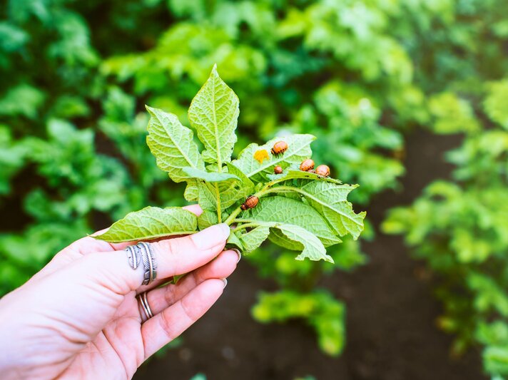 Hand mit silbernen Ringen hält grünen Kartoffeltrieb, auf dem mehrere orange-schwarze Kartoffelkäferlarven kriechen. | © Adobe Stock / Liliya