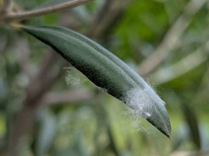 Weiße Gebilde am Olivenbaum-Blatt | © Ann-Kathrin Schöll