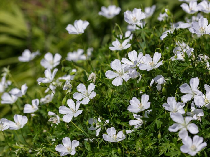 Weiße Storchschnabelblüten mit zarten Adern leuchten im Sonnenlicht über dichtem, sattgrünem Blattwerk. | © Shutterstock/Flower_Garden