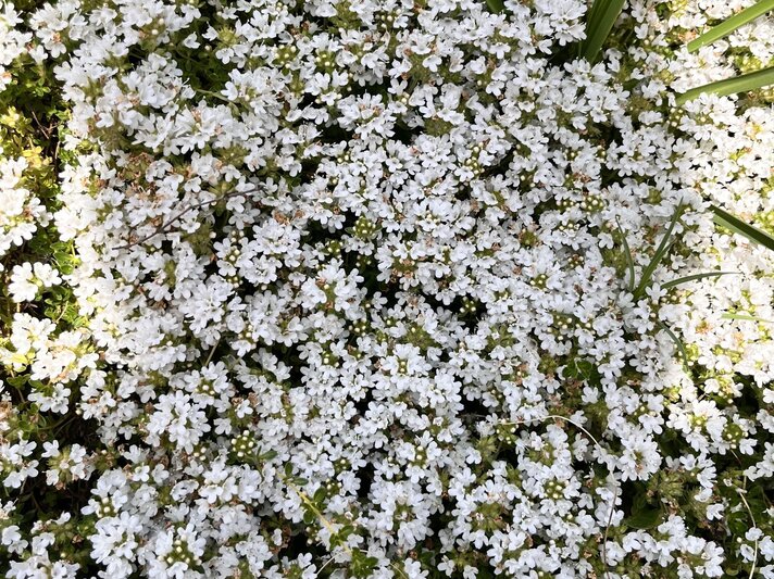 Ein dichter Teppich aus weißen Polsterthymianblüten bedeckt den Boden in üppiger, sonnendurchfluteter Blütenpracht. | © Shutterstock/Helen Pitt