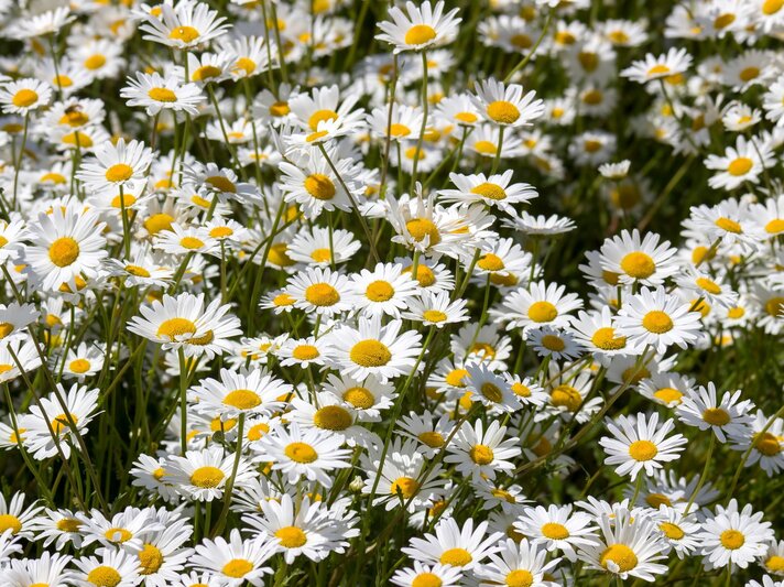 Zahlreiche weiße Margeriten mit sonnengelbem Zentrum wiegen sich dicht an dicht im warmen Sommerlicht. | © Shutterstock/Mira Drozdowski