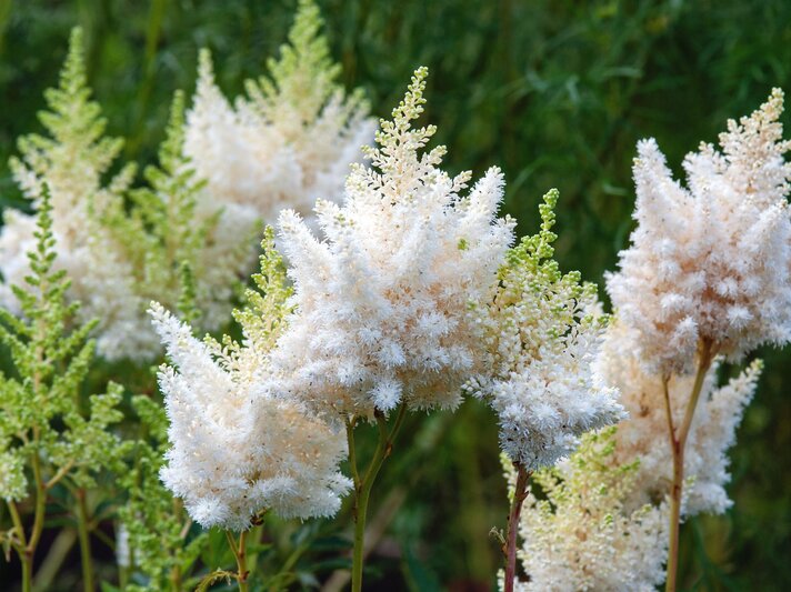Flauschige, weiße Astilbenrispen erheben sich federleicht über grünem Laub im leicht schattigen Gartenbereich. | © Shutterstock/Nadya So