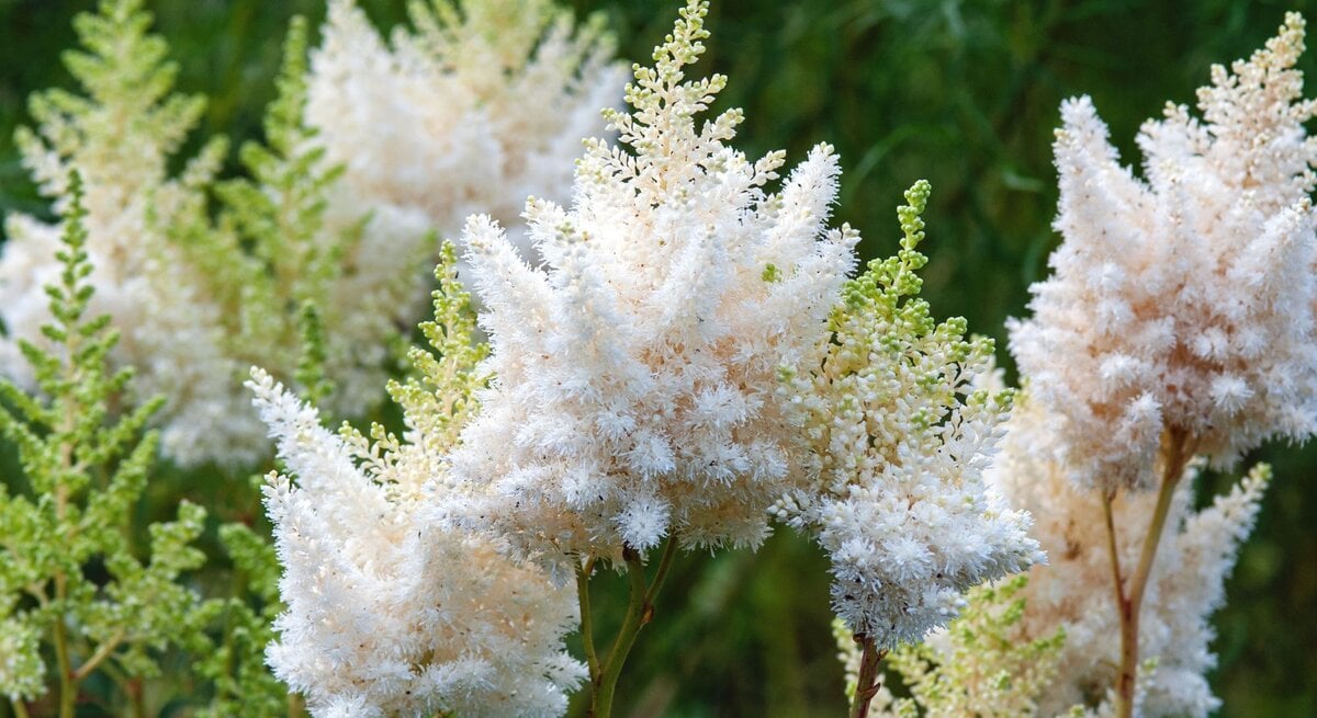 Flauschige, weiße Astilbenrispen erheben sich federleicht über grünem Laub im leicht schattigen Gartenbereich.