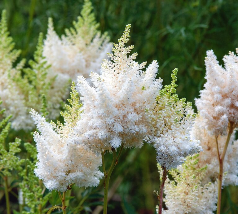 Flauschige, weiße Astilbenrispen erheben sich federleicht über grünem Laub im leicht schattigen Gartenbereich. | © Shutterstock/Nadya So