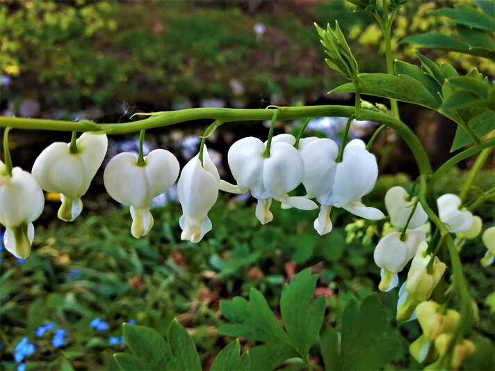 Weiße Blüten des Tränenden Herzens hängen in zarter Reihe an einem gebogenen Stiel über grünem, leicht verschwommenem Hintergrund. | © Shutterstock/pisces2386