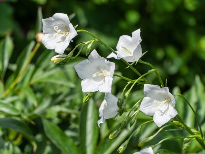 Fünf weiße Glockenblumen neigen sich elegant an geschwungenen Stielen über grünem Laub im Sonnenlicht. | © Shutterstock/Alexander Denisenko
