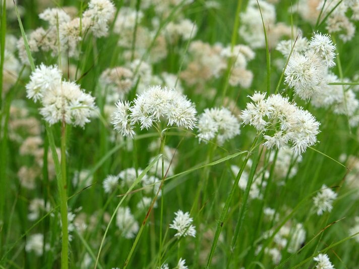 Fluffige weiße Blütenbälle der Schneemarbel tanzen leicht im Wind zwischen aufrechtem grünem Gras. | © Shutterstock/Alex Manders