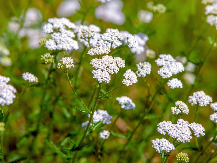 Zarte, weiße Doldenblüten der Schafgarbe leuchten auf dünnen Stängeln vor unscharfem, grün-goldenem Wiesenhintergrund. | © Shutterstock/Licvin