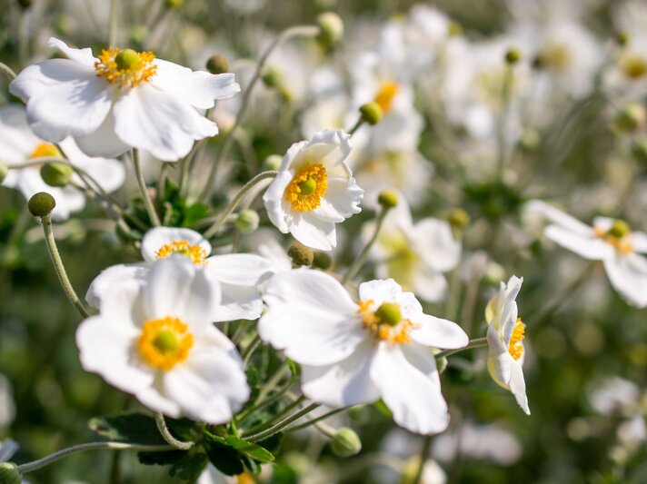 Strahlend weiße Herbstanemonen mit goldgelben Staubblättern blühen an langen Stielen in der Spätsommersonne. | © Shutterstock/Martien van Gaalen