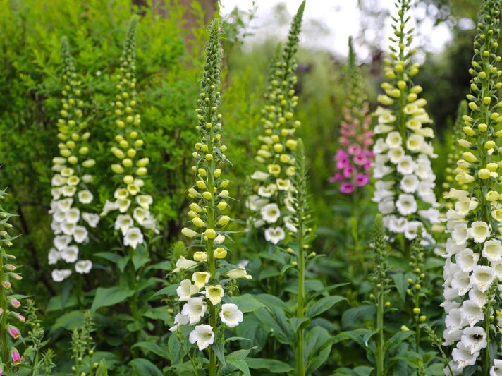 Weiße Fingerhutblüten steigen in dichten, hohen Rispen zwischen grünem Laub und rosafarbenen Akzenten empor. | © Shutterstock/Luziana5588